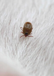 Surge Pest Control