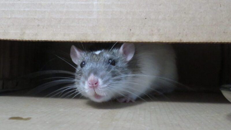 Twin Home Rodent Control